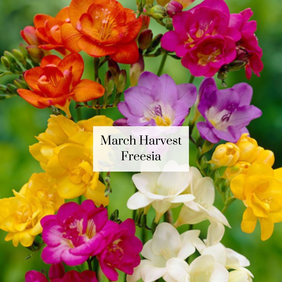 Organic Cutie Seasonal Bouquet (1 bunch)