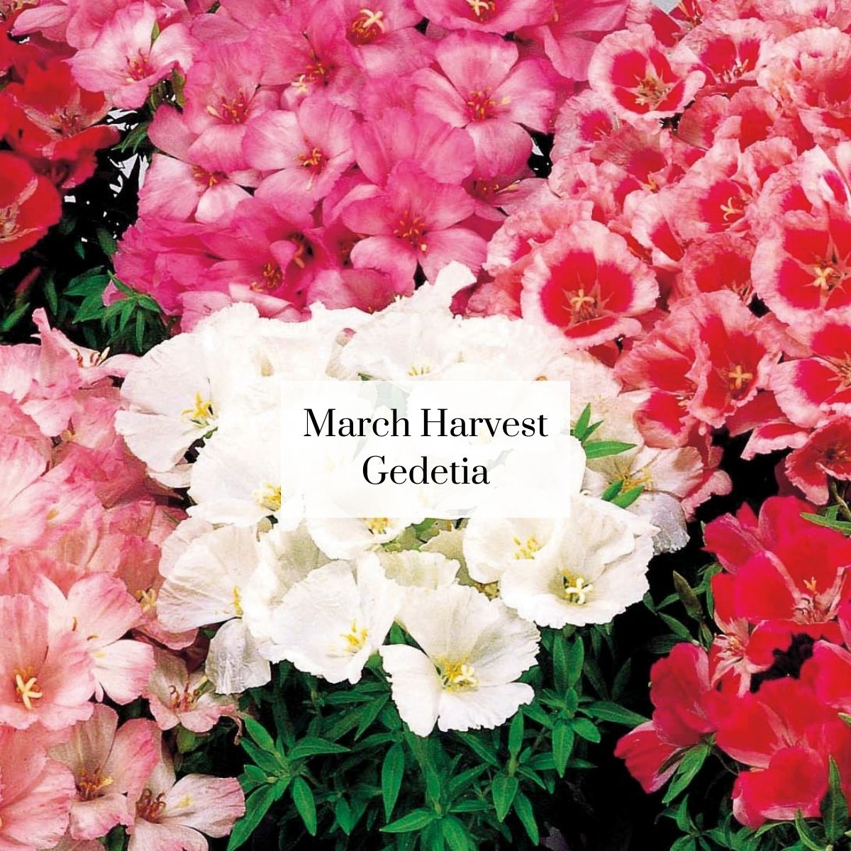 Organic Cutie Seasonal Bouquet (1 bunch)