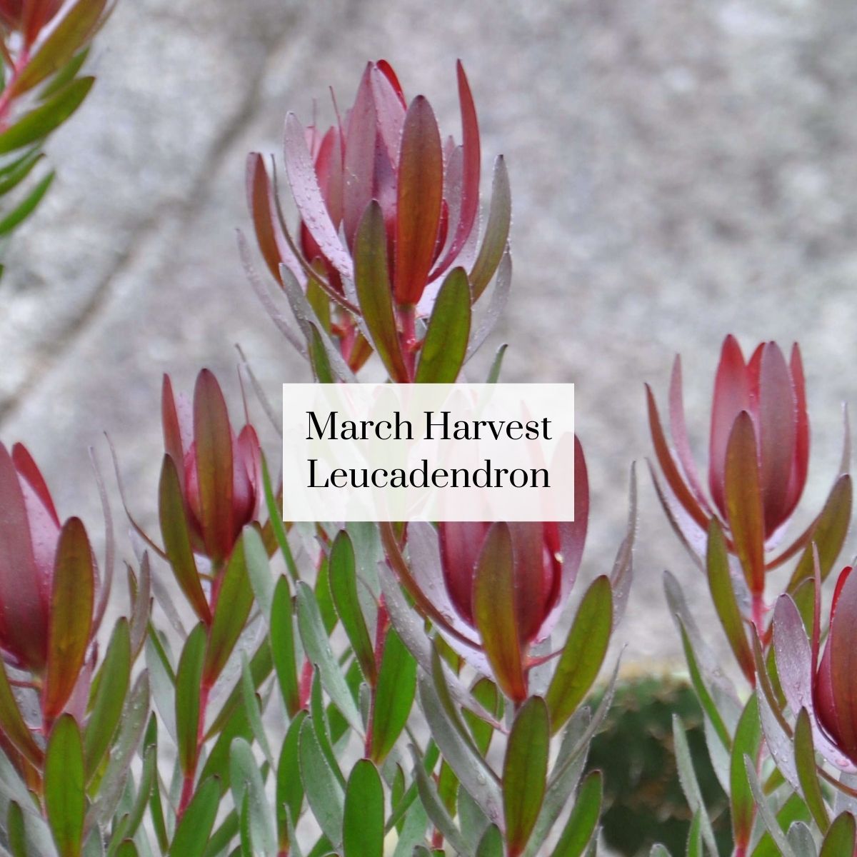 Organic Cutie Seasonal Bouquet (1 bunch)