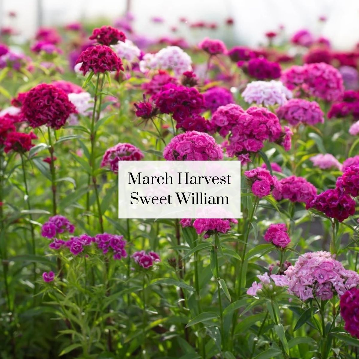 Organic Cutie Seasonal Bouquet (1 bunch)