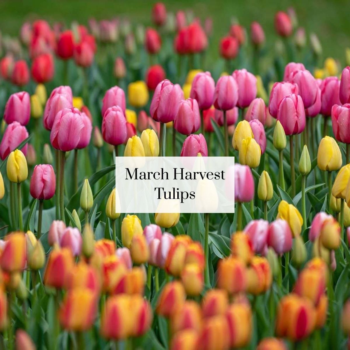 Organic Cutie Seasonal Bouquet (1 bunch)