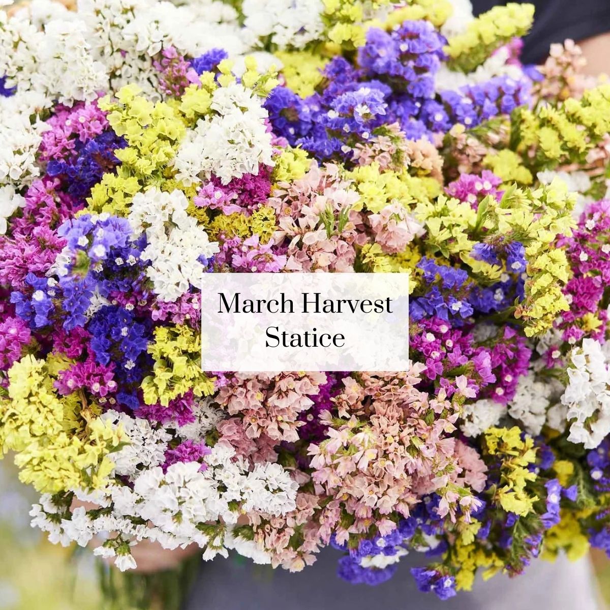 Organic Cutie Seasonal Bouquet (1 bunch)