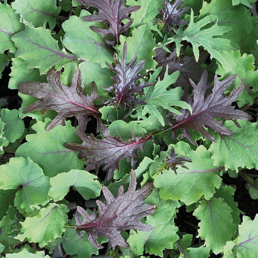 Organic Baby Mixed Kale (8 oz)