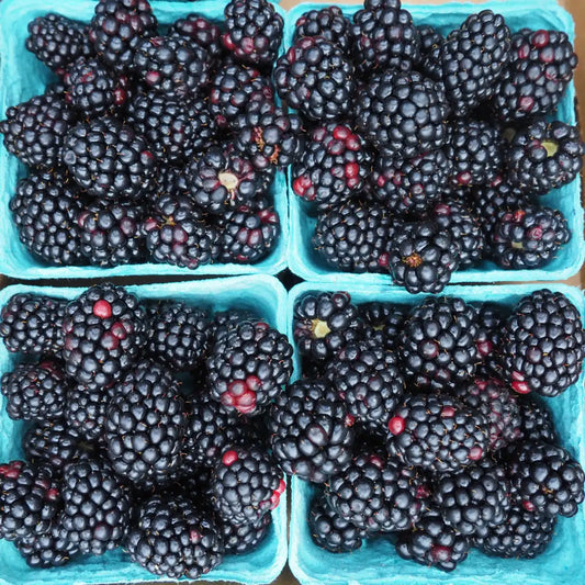 Blackberries (6 oz)