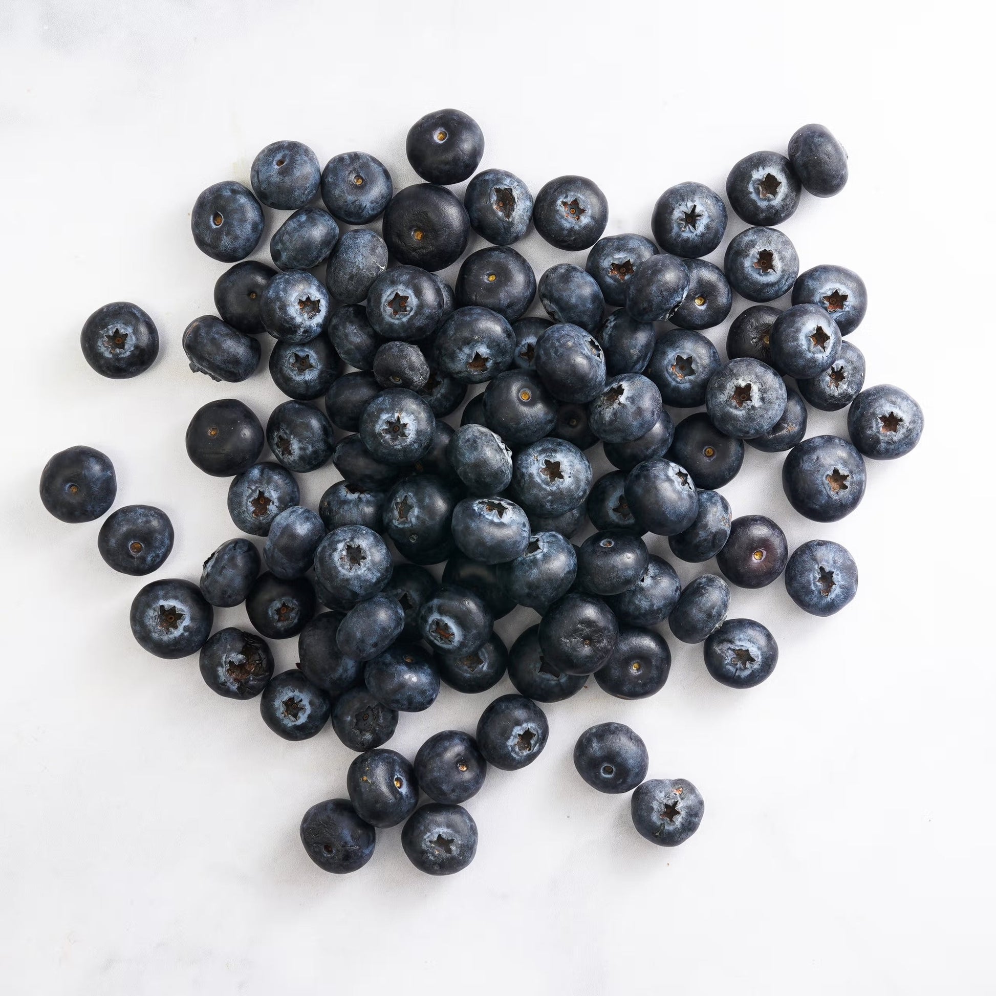 blueberries on a white background