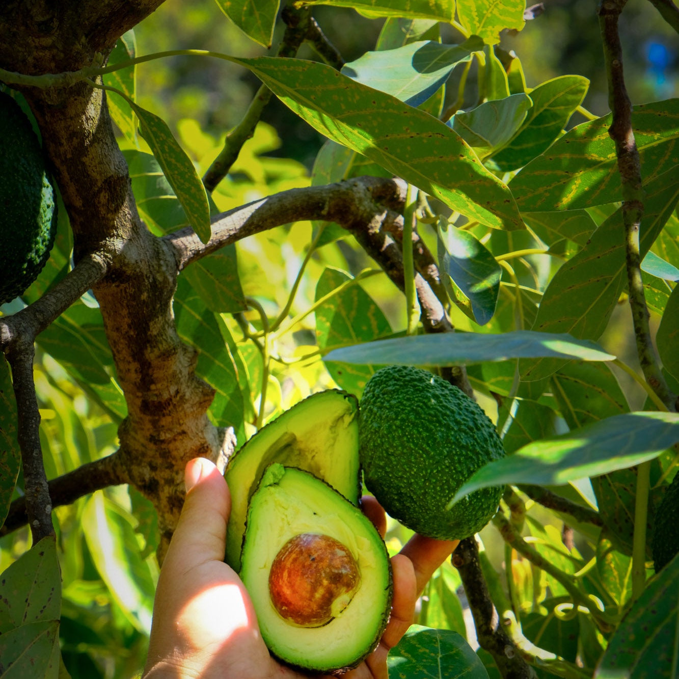 Organic Premium Hass Avocado ( 1 count)