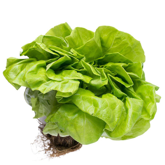 Organic Butterhead Lettuce (1 head)