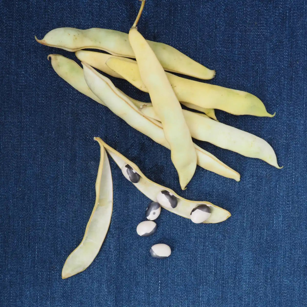 Calypso Fresh Shelling Beans (1 lb)