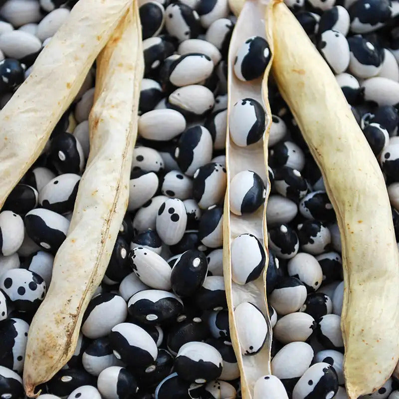 Calypso Fresh Shelling Beans (1 lb)