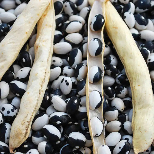 Calypso Fresh Shelling Beans (1 lb)
