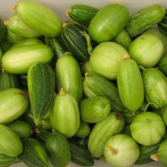 Organic Caroselli Cucumbers (1 lb)