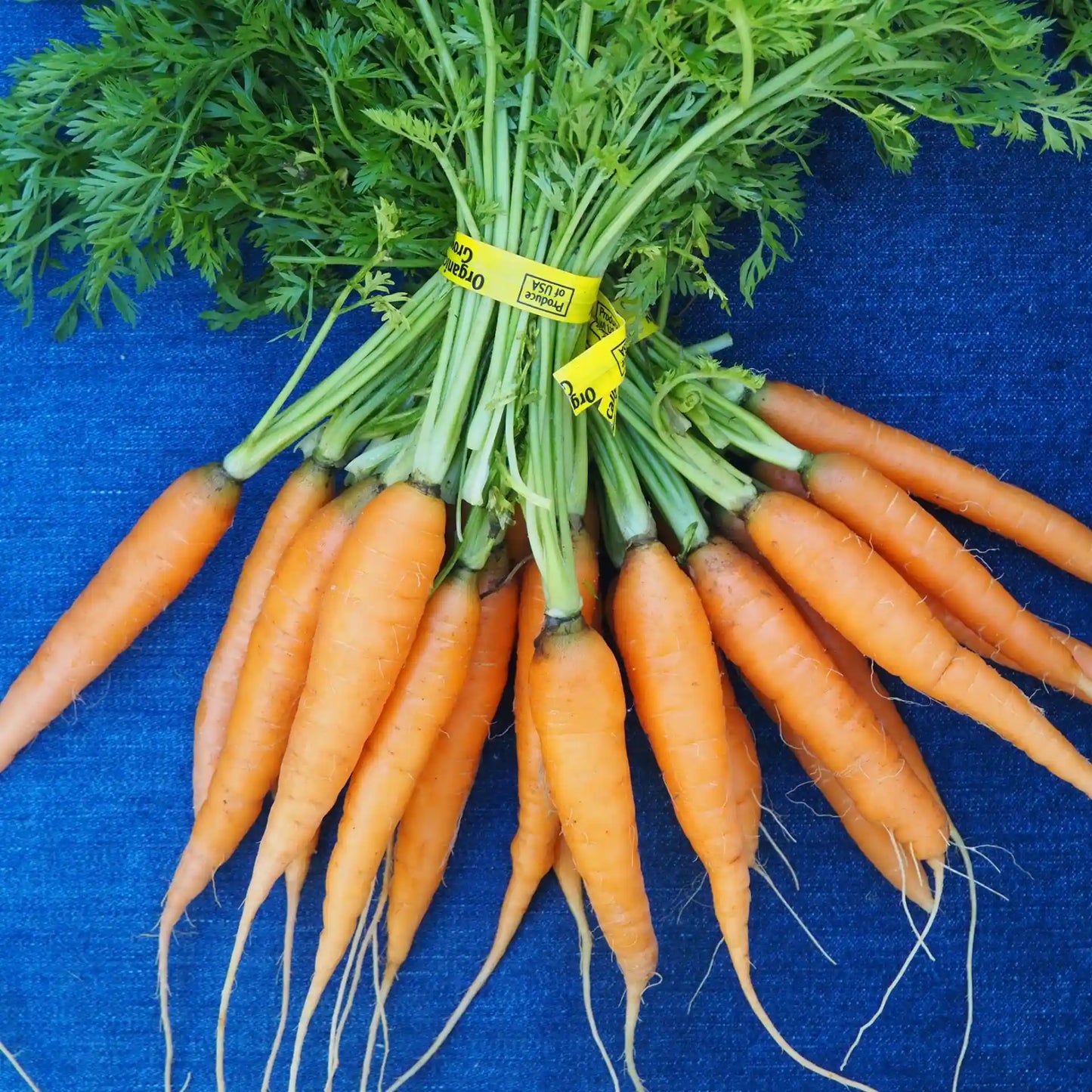 Carrots (1 bunch)
