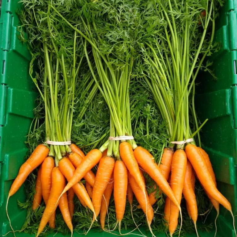 Organic Carrots (1 bunch)