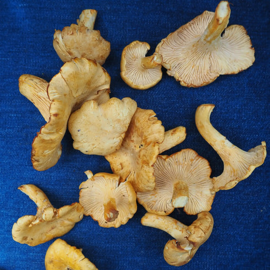 Golden Chanterelle Mushrooms (6 oz)