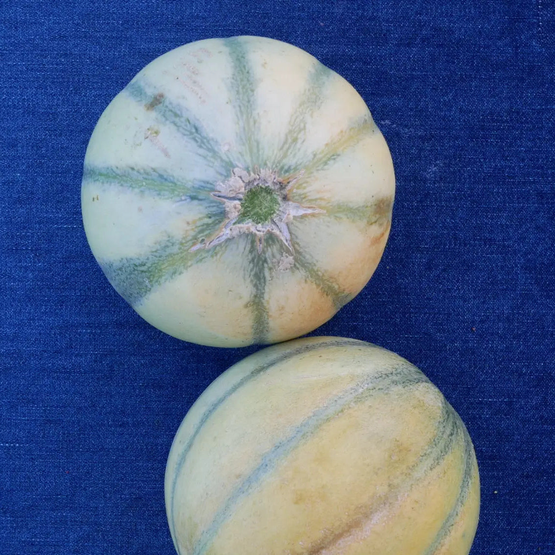 Charentais Melon (1 count)