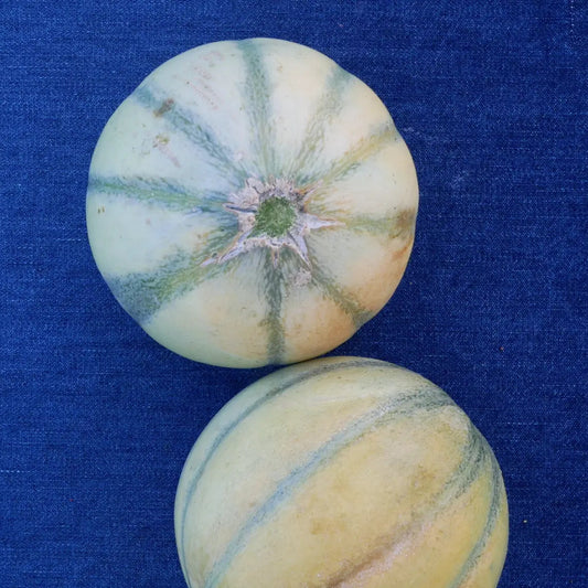 Charentais Melon (1 count)