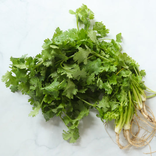 Organic Cilantro