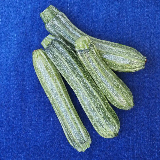 Costata Romanesco Summer Squash (1 lb)