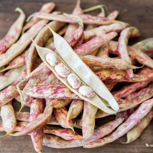 Fresh Shelling Cranberry Beans