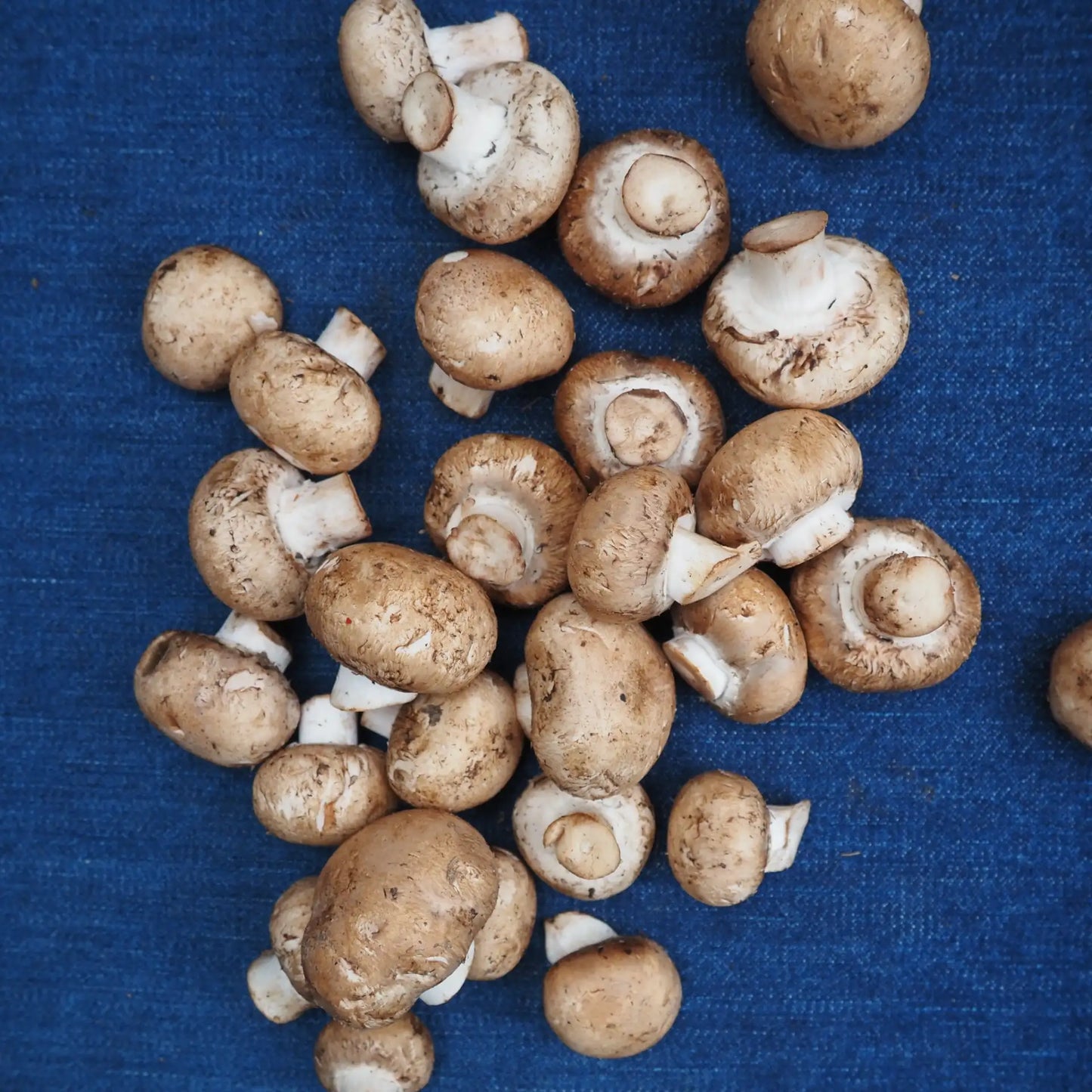 Cremini Mushrooms (6 oz)