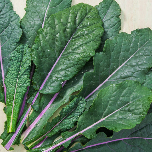 Organic Dazzling Blue (1 bunch)