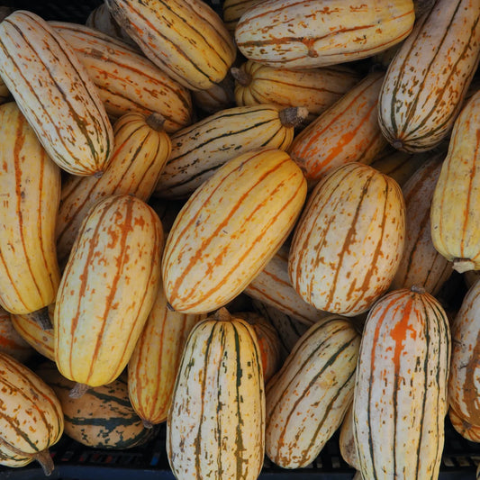 Delicata Squash (1 count)