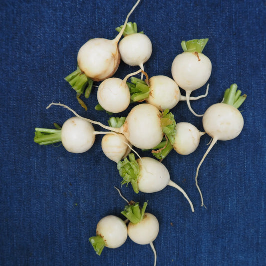 Tokyo Turnips (1 bunch)