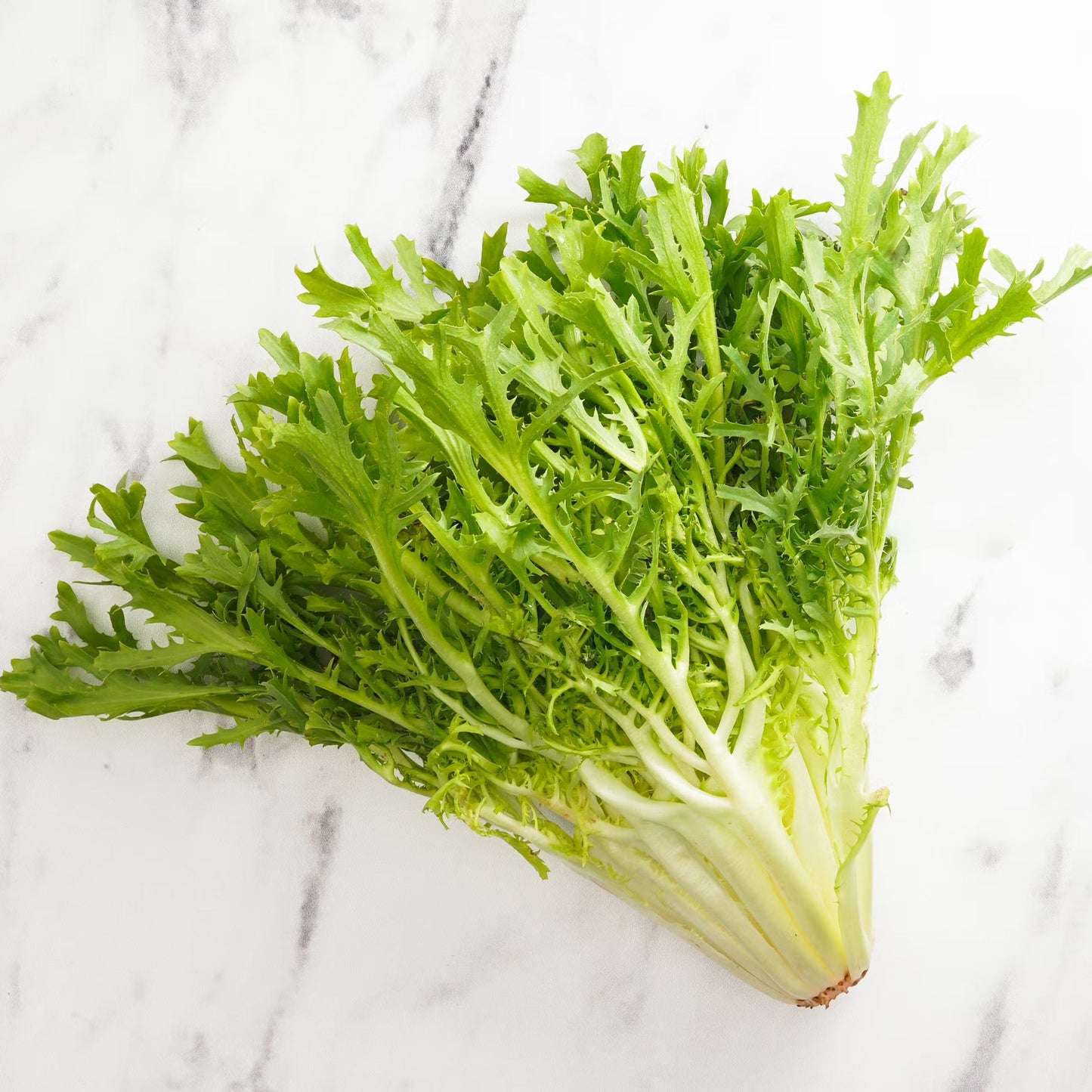 Organic Frisee ( 1 head )