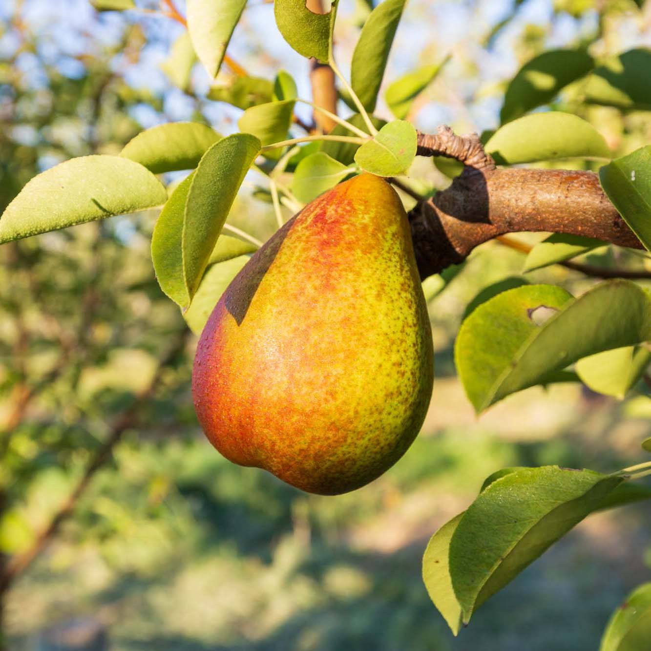 Organic Warren Pear (1 lb)