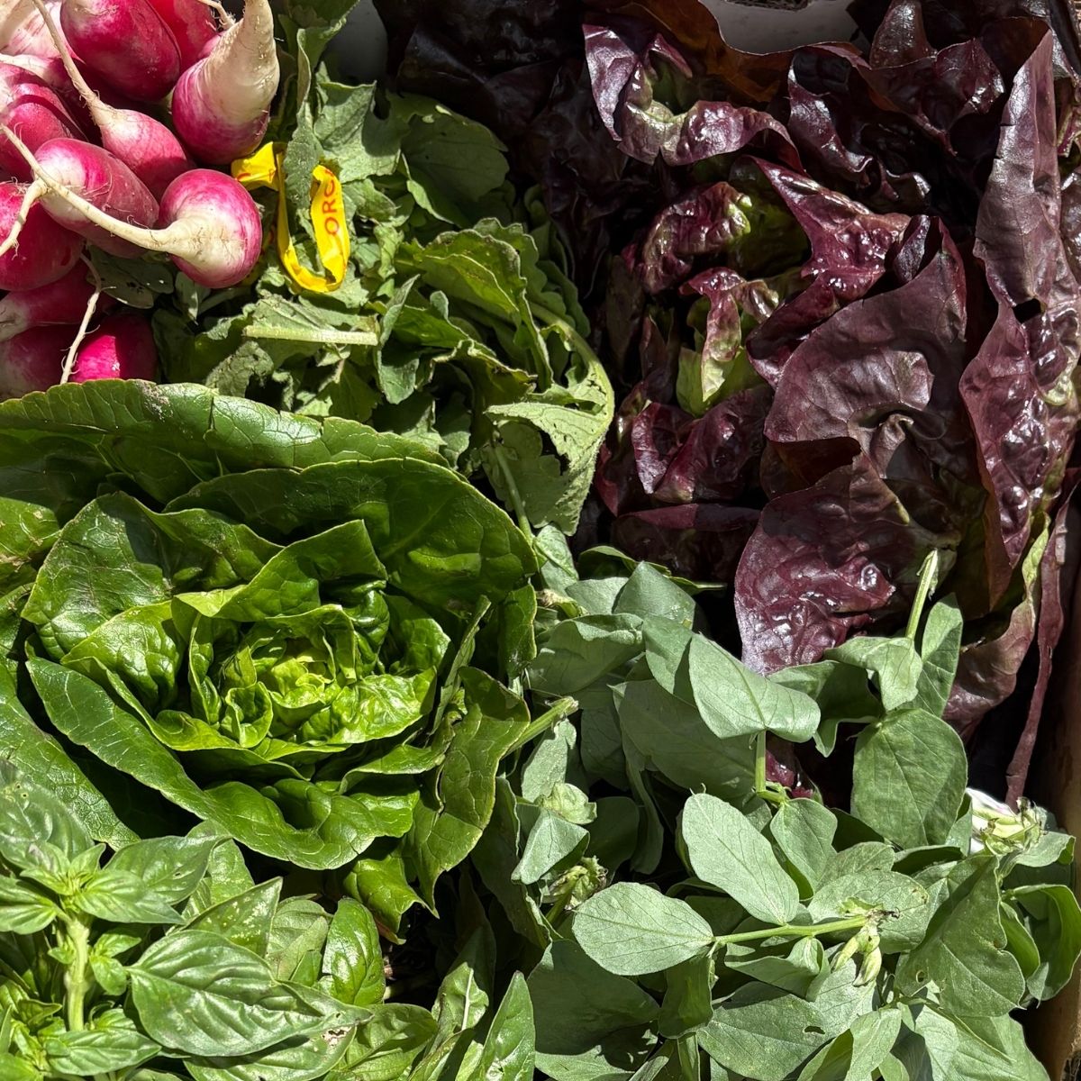 Gimme Greens Smuggler Box