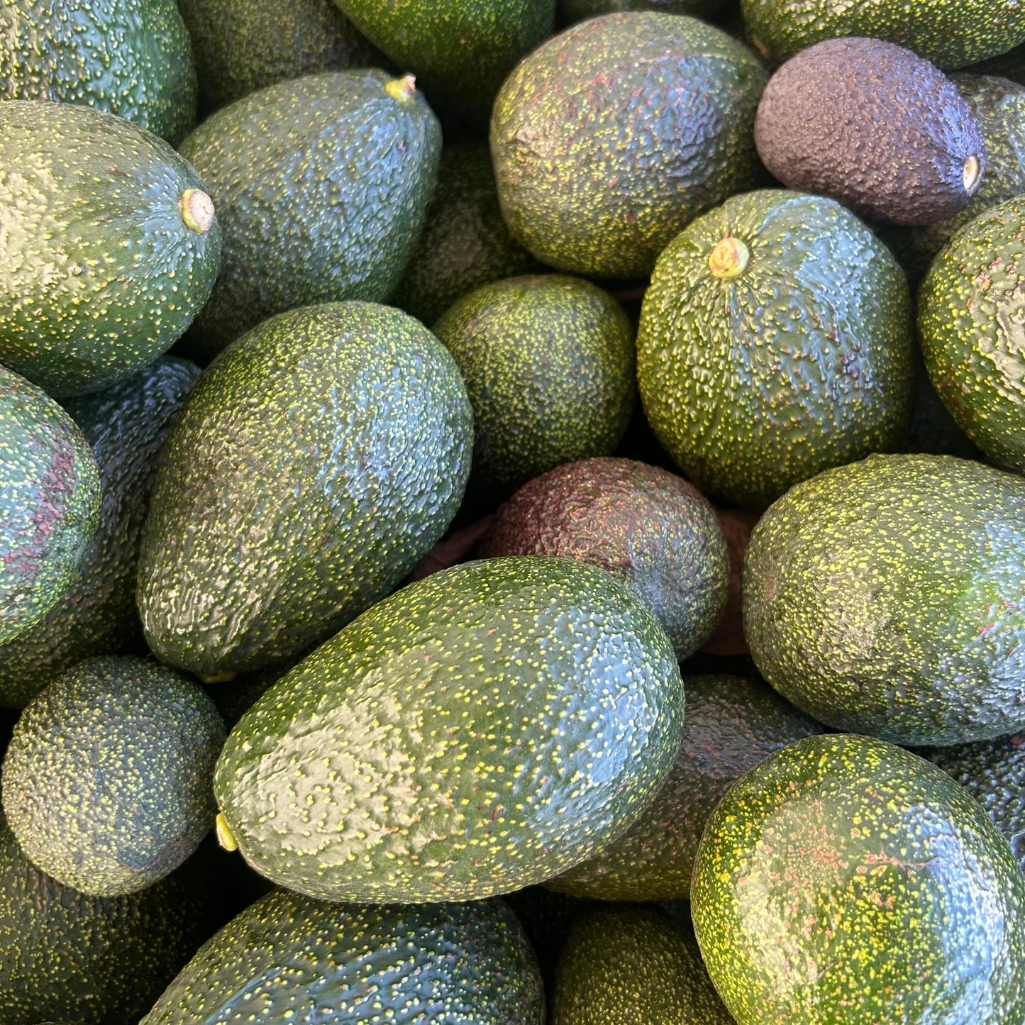 Premium Organic Gem Avocado ( 1 count)