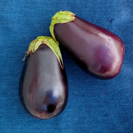 Globe Eggplant (1 count)