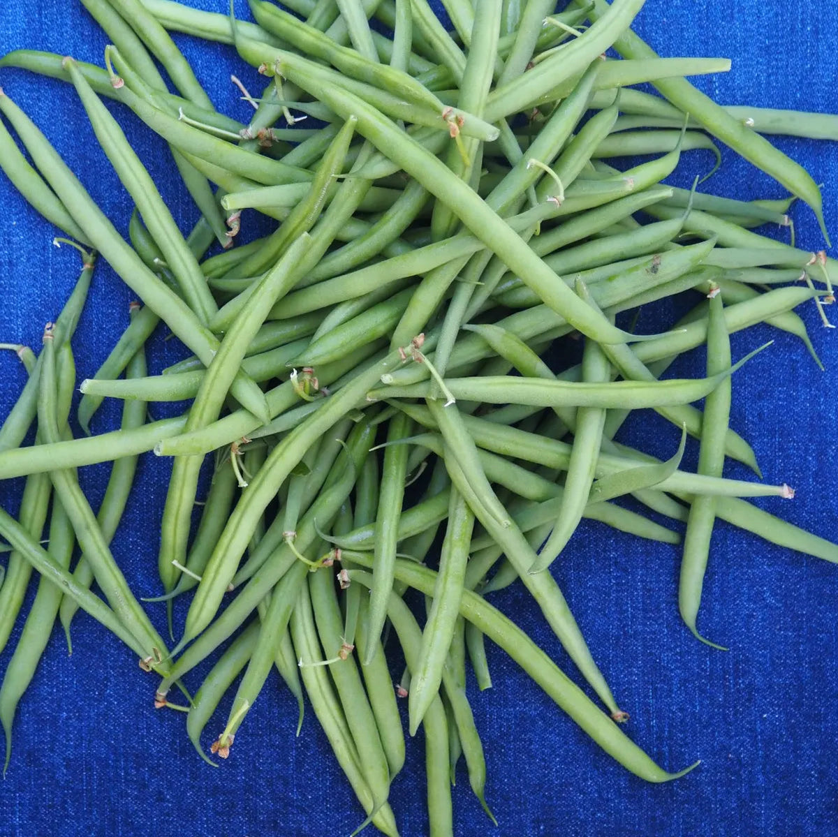 Haricots Verts (French Beans) (1 lb)