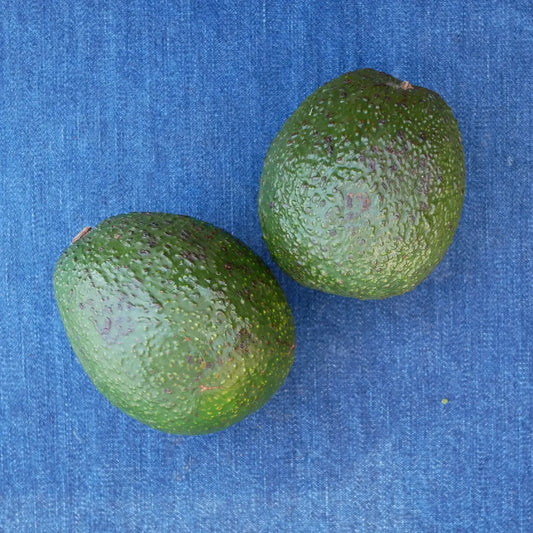 Premium Organic Gwen Avocado (1 count)