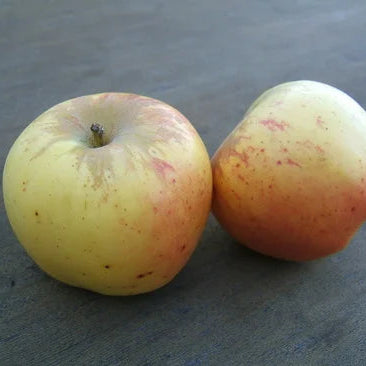 Two apples with pale yellow and red skin tones resting on a dark gray textured surface.