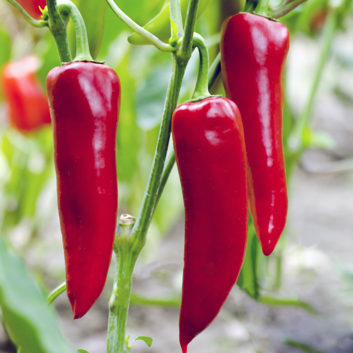 Red Horn Peppers (1 lb)
