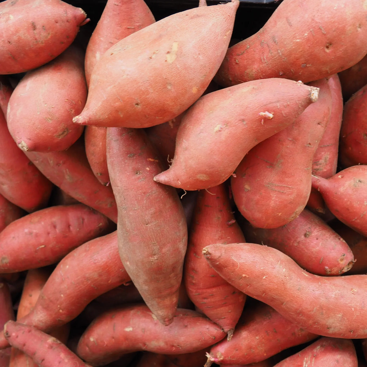 Japanese Sweet Potatoes (1 lb)