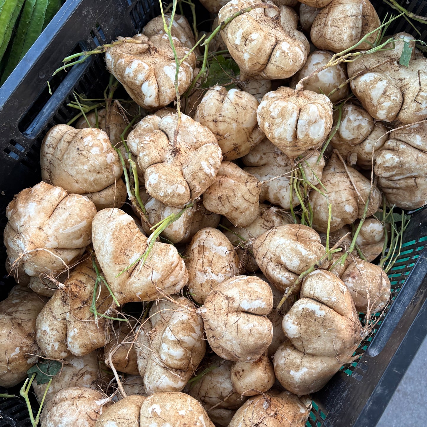 Organic Jicama (1 lb)