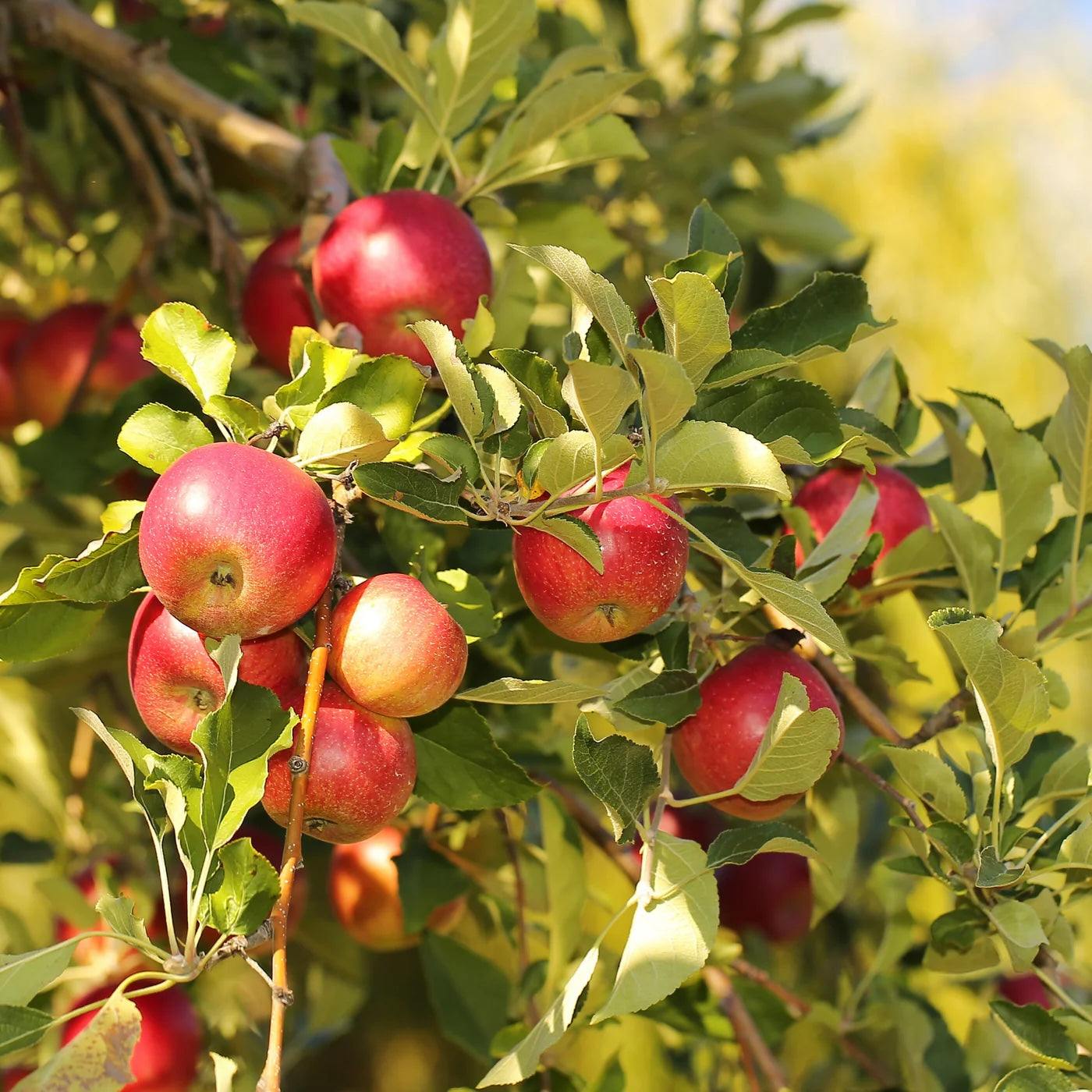 Organic Jonathan Apple (1 lb)