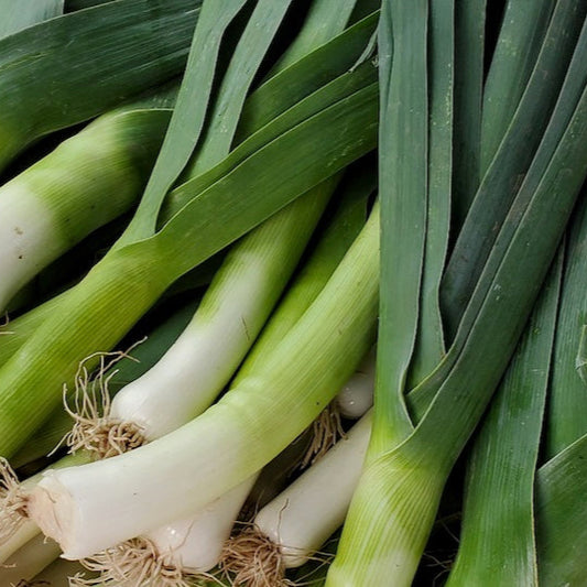 Organic Leeks ( 1 lb )