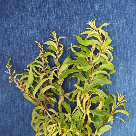 Lemon Verbena (1 bunch)