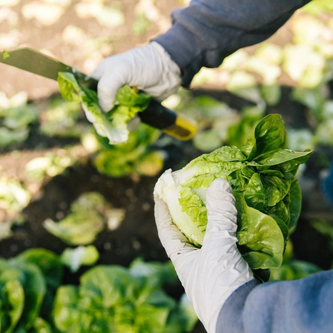Organic Little Gem Lettuces (1 head)