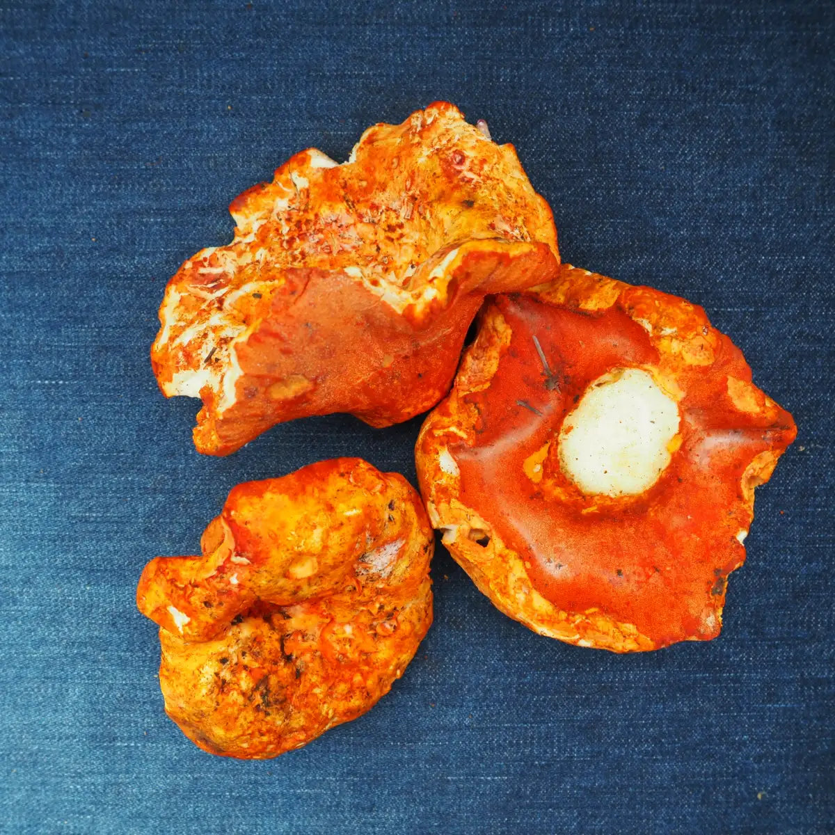 Lobster Mushrooms (6 oz)