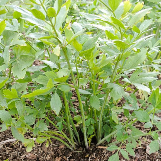 Organic Lovage (1 bunch)