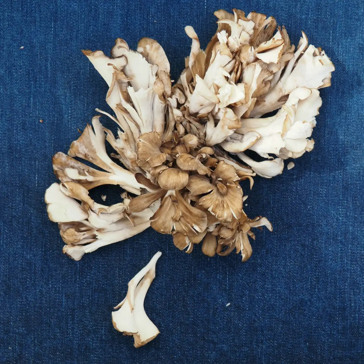 Maitake (Hen of the Woods) Mushrooms (6 oz)