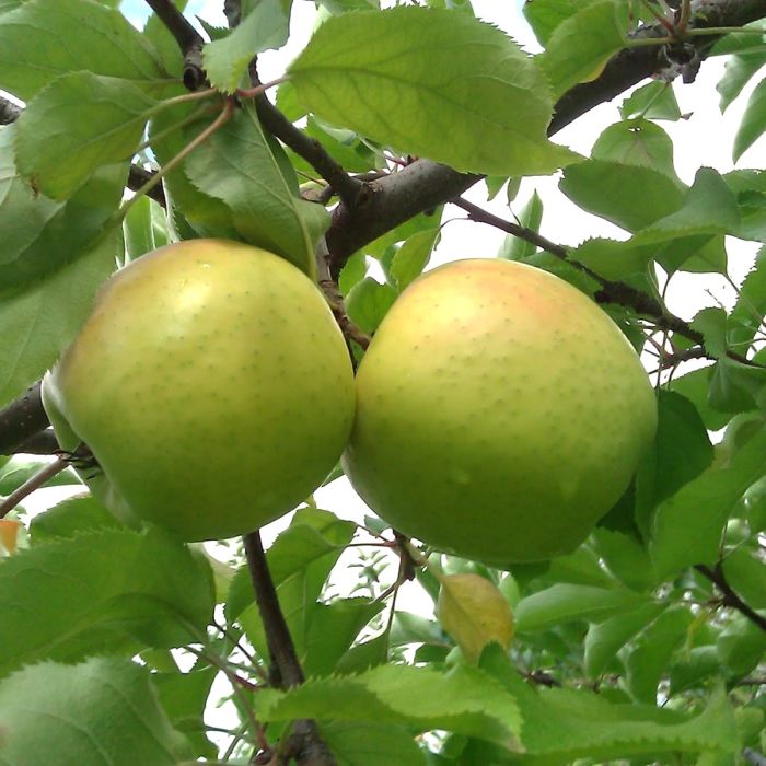 Organic Mutsu Apple (1 lb)