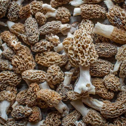 Organic Morel Mushrooms (6 oz)