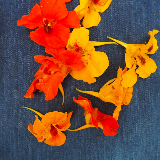Nasturtium Flowers (6 count)