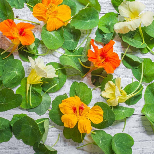 Organic Nasturtium Flowers (6 count)