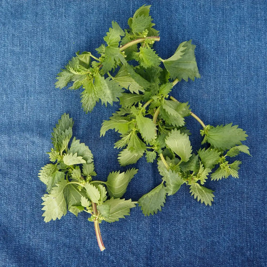 Wild Stinging Nettles (8 oz)